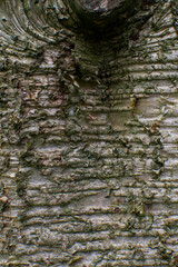 angiosperms, b. alleghaniensis, bark, bark texture, bark tree, betula, betula alleghaniensis, betulaceae, botany, brown, deciduous, deciduous tree, detail, eudicots, fagales, golden birch, large tree,