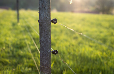Electric fence around a pasture with animals grazing on fresh pasture grass