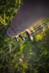Electric fence around a pasture with animals grazing on fresh pasture grass