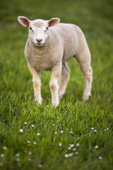 Fototapeta premium Grass-eating sheep on a lush meadow. sheep munching on grass in a meadow.