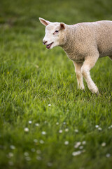 Obraz premium Grass-eating sheep on a lush meadow. sheep munching on grass in a meadow.