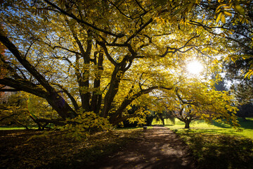 Splendid autumn/fall captured in a landscape image - vivid colors disappearing slowly and making room for the greyish aspect of winter