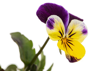 Viola tricolor, lat. Johnny Jump up, or Viola cornuta, lat. Horned Violet, isolated on white background