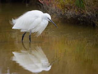 A Little Egret walking in the water looking for food