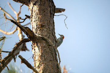 A red-bellied woodpecker bird perched on a tree branch in summer Florida woods