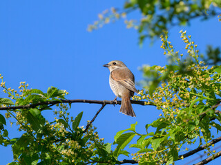 A female Red Backed Shrike sitting on a bush