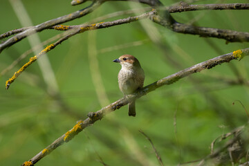 Obraz premium A female Red Backed Shrike sitting on a bush