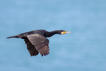 A great cormorant in flight on a sunny day in summer