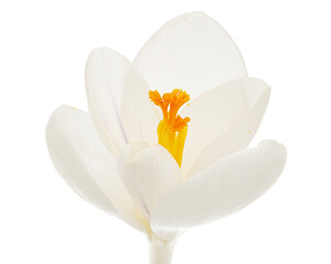 White flower of crocus, isolated on white background