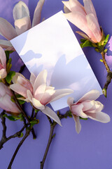 Magnolia on a purple background. Branches of blooming magnolia on a plain background. Close up photo of pink magnolia flowers, blank sheet for text. blank postcard.