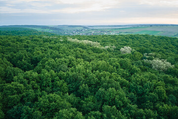 Fototapeta na wymiar Aerial view of dark green lush forest with dense trees canopies in summer