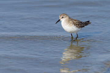 A Little Stint standing in the water at the beach