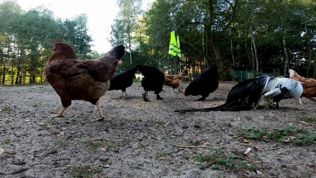 Chickens 46 Polish Onagadori La Fleche Wyandotte Frisian Gull Plymouth Rock Leghorn