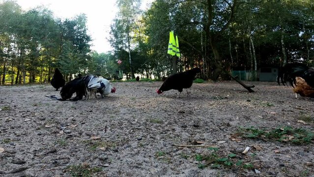Chickens 49 Polish Onagadori La Fleche Wyandotte Frisian Gull Plymouth Rock Leghorn