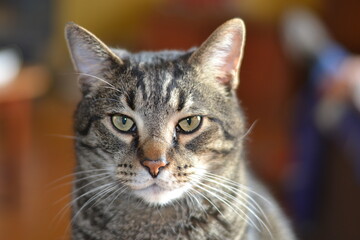 Portrait of a striped cat