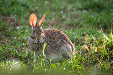 Grey small hare eating grass on summer field. Wild rabbit in nature