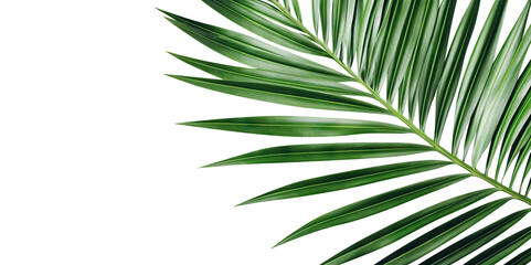 Tropical green palm leaf cut out. Based on Generative AI