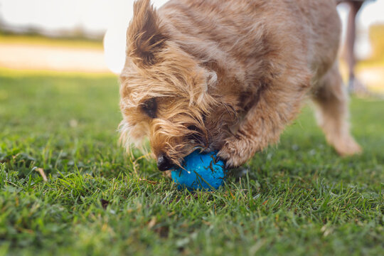 Dog playing with ball