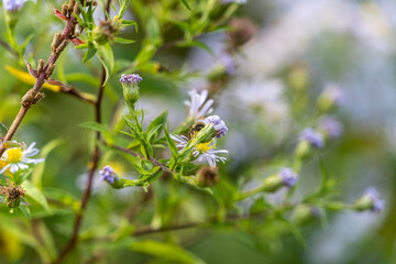 Obraz premium Purple Wildflowers on a Green Background