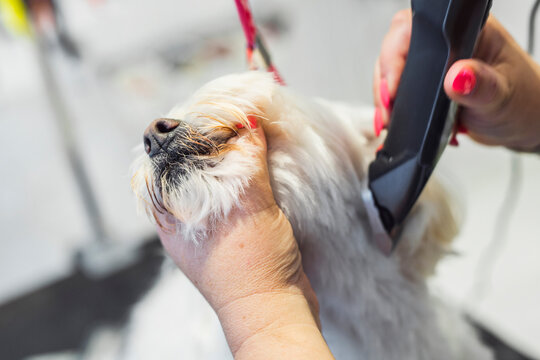 Female groomer trimming dog