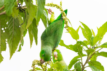 A wild Green-rumped Parrotlet, stretches to reach seeds while holding onto a branch