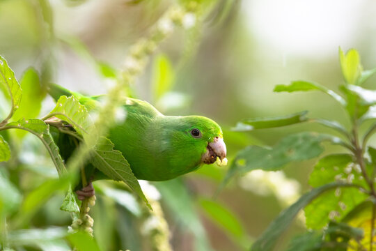 Cute green parakeet eating seeds in an agricultural field.
