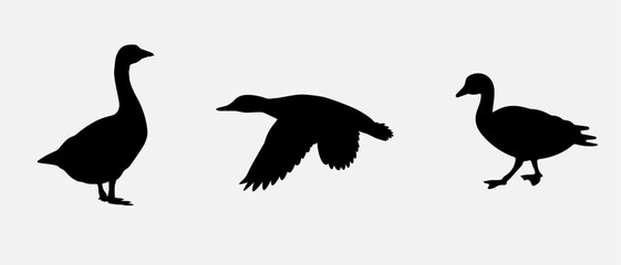 isolated black silhouette of a duck , vector collection