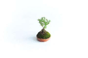 Potted Plant, Small Bonsai Tree