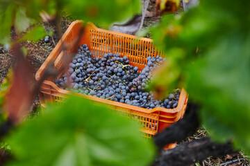 Racimos de uvas colocadas en cestas, después de vendimiar.