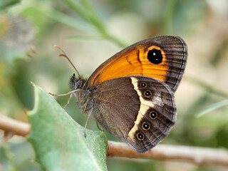 The Spanish gatekeeper. Pyronia bathsebai 