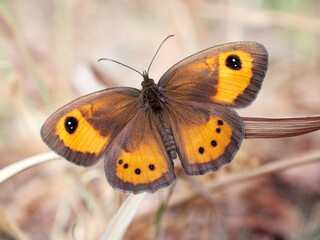 The Spanish gatekeeper. Pyronia bathsebai 