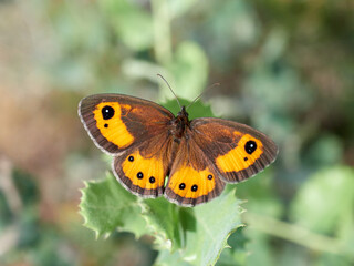 Obraz premium The Spanish gatekeeper. Pyronia bathsebai 