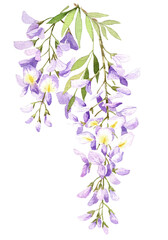 Watercolor wisteria blossom illustration isolated on white