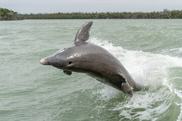 Bottlenose Dolphin Jumping