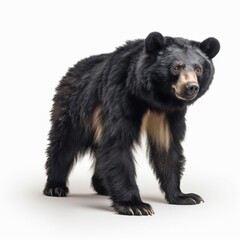 Fototapeta premium bear, animal, black, mammal, wild, wildlife, nature, zoo, fur, brown, black bear, carnivore, predator, animals, cute, brown bear, dangerous, big, forest, sun, danger