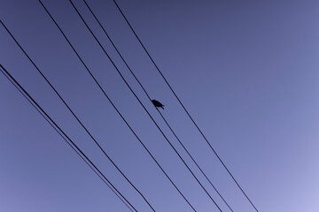 a lonely bird sits on the falls