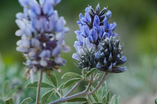 Psoralea Esculenta" Images – Parcourir 19 le catalogue de photos, vecteurs  et vidéos | Adobe Stock