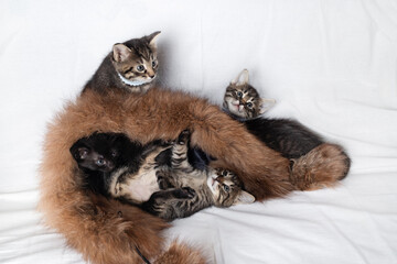 Four little cute curious kittens play on the bed.