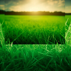 Obraz na płótnie Canvas green grass on a sunny day