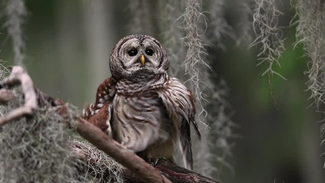 Barred owl shaking off 