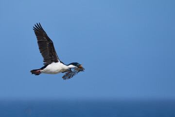 Imperial Shag (Phalacrocorax atriceps albiventer) in flight carrying vegetation to be used as nesting material on Sea Lion Island in the Falkland Islands
