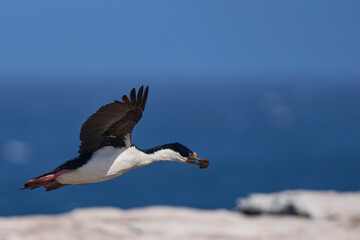 Imperial Shag (Phalacrocorax atriceps albiventer) in flight carrying vegetation to be used as nesting material on Sea Lion Island in the Falkland Islands