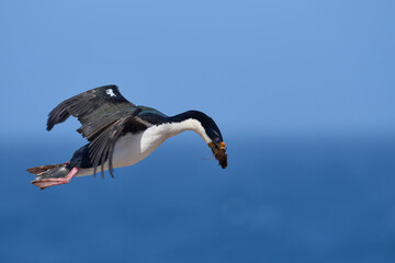 Imperial Shag (Phalacrocorax atriceps albiventer) in flight carrying vegetation to be used as nesting material on Sea Lion Island in the Falkland Islands