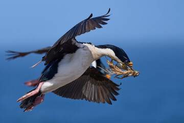 Imperial Shag (Phalacrocorax atriceps albiventer) in flight carrying vegetation to be used as...