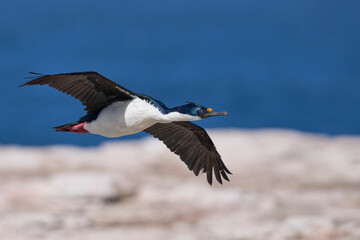 Imperial Shag (Phalacrocorax atriceps albiventer) in flight coming in to land at a breeding colony on Sea Lion Island in the Falkland Island