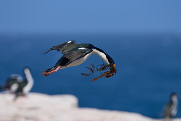 Imperial Shag (Phalacrocorax atriceps albiventer) in flight carrying vegetation to be used as...