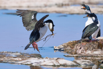 Breeding colony of Imperial Shag (Phalacrocorax atriceps albiventer) on the coast of Sea Lion...