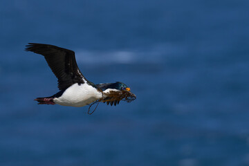 Imperial Shag (Phalacrocorax atriceps albiventer) in flight carrying vegetation to be used as...