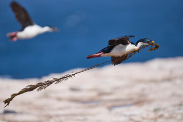 Imperial Shag (Phalacrocorax atriceps albiventer) in flight carrying vegetation to be used as...