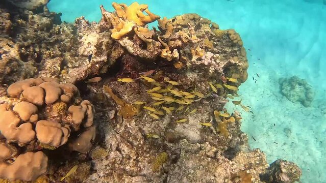 A school of yellow and blue striped grunt and schoolmaster fish swimming along the rock and coral reef